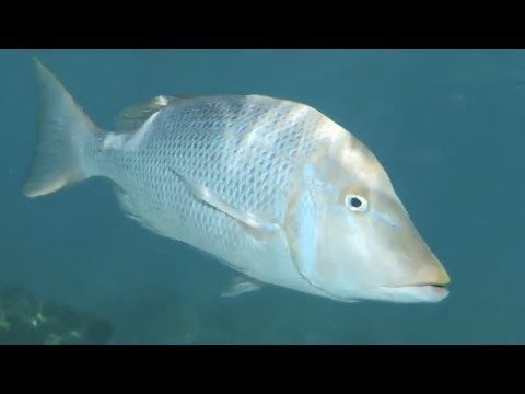 download lagu mp3 mp4 Blue Emperor Fish, download lagu Blue Emperor Fish gratis, unduh video klip Blue Emperor Fish