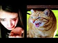 Angry Cat Attack Sounds 2021 Cat Attack Sounds Compilation Angry Cats Fight Video