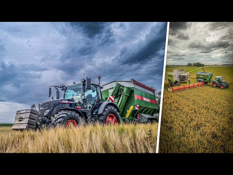 Ab in den Dinkel! | Getreideernte in Dänemark | Überladewagen fahren & Mähdrusch | Consti Clips