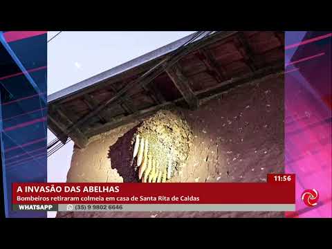 Abelhas africanas são capturadas de casa em Santa Rita de Caldas