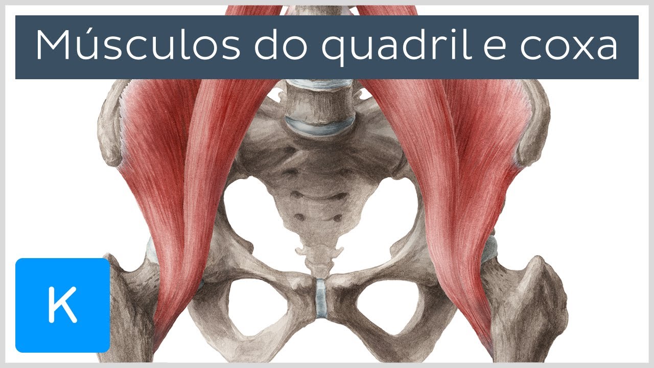 Músculos do quadril e da coxa - Anatomia Humana | Kenhub