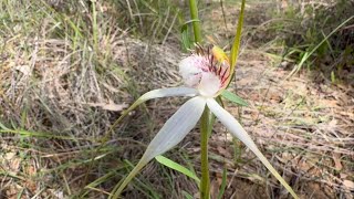 Wildflowers, Orchids & Wetlands…Western Australia