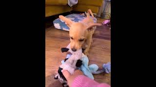 Video preview image #1 Chiweenie Puppy For Sale in Milwaukie, OR, USA