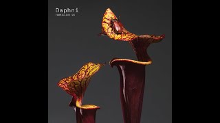 DAPHNI - Screaming Man Baby