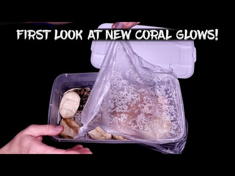 First Look at New Coral Glow Ball Python Hatchlings!