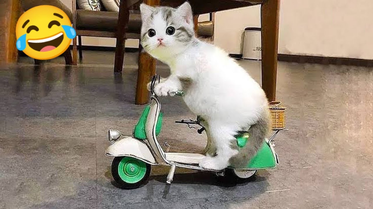 New funny animals funniest cats and dogs videos 🐕🐱