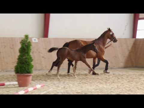 Stutfohlen vom Fürstenball