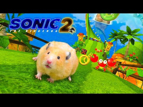 Hamster's Thrilling Adventure in Sonic's World! | Hamster Maze