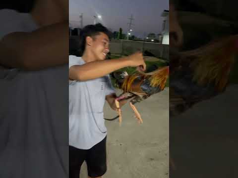 Paano magbitiw nang manok panabonh