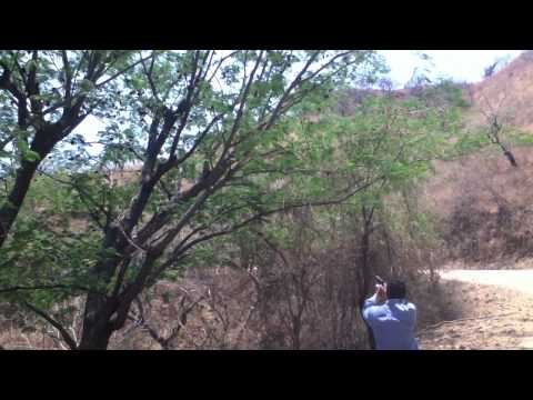 download lagu mp3 mp4 Ijuana, download lagu Ijuana gratis, unduh video klip Ijuana