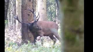 preview picture of video 'Brame en forêt domaniale de Montfaucon ( Meuse )'