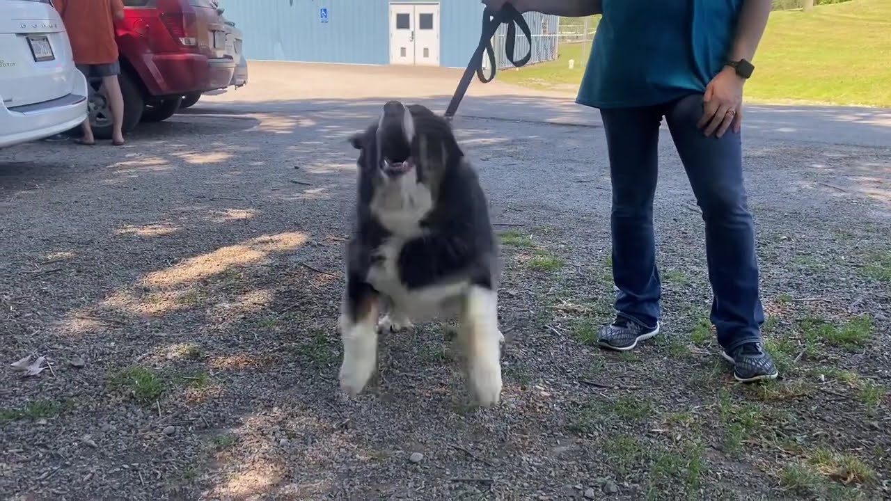 Yoshi, a Adoptable Australian Shepherd in Kittanning, PA video 6/6