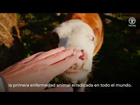 GPP-TAD: un nuevo modelo para invertir en la sanidad animal mundial
