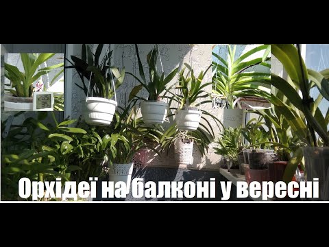 Про орхідеї на балконі у вересні