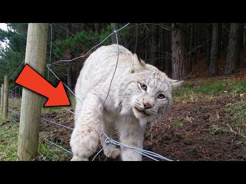 Minnesota Lynx Trapped in Fence… Look Who Came to the Rescue!