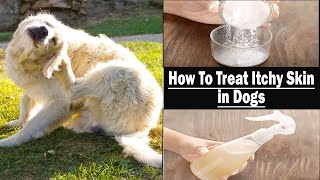 How to Treat Itchy Skin in Dogs || Home Remedies for Itchy Skin in Dogs