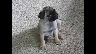 [Jack's note: Maybe he's trying to watch last week's England/Algeria game.]