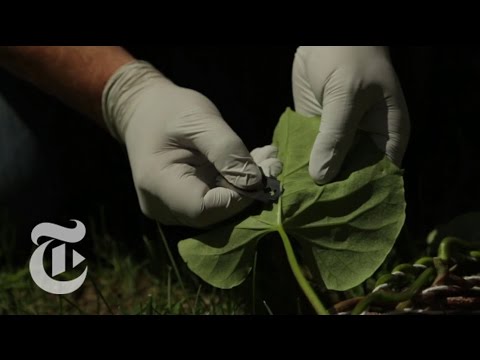 Pot Leaves Nyt