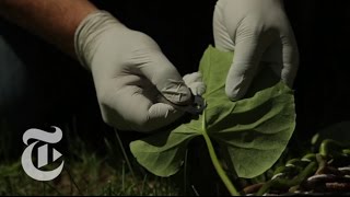 A Lab Among the Leaves | The New York Times