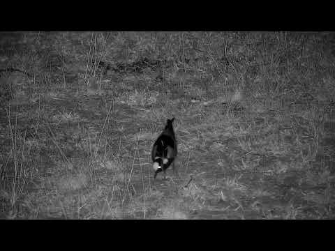 Djuma: Blacksmith Lapwing - 22:56 - 09/09/2022