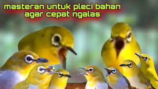 Download lagu Masteran Pleci Terbaru 2024 Untuk Pleci Bahan Pasti Langsung Nyaut mp3