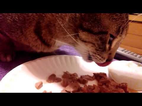 Tippy Only licking the Gravy off her food