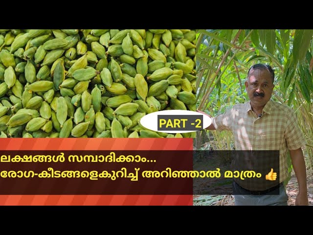 ഏലം കൃഷിയിൽ നൂറുമേനി വിളവ് നേടാം 2 | Cardamom cultivation can yield a hundredfold.