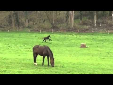 Cornetino de Barcenal Z by Cornet Obolensky / Cassini I