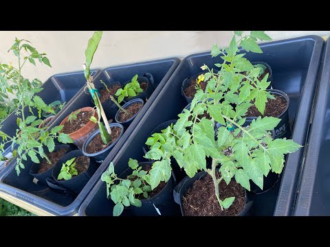 Video: DIY Flood and Drain / Ebb and Flow Hydroponic Table