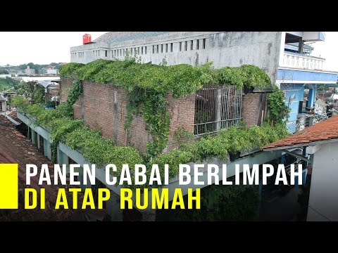 , title : 'Sukses Tanam Cabai Di Atap Rumah Bisa Panen Berlimpah Tiap Bulan'