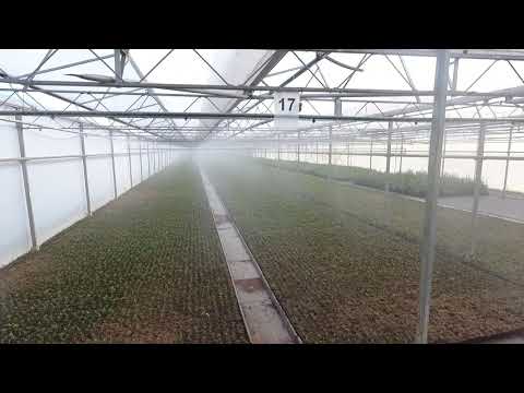 Vereecke / Decleene NV - beregening in serre1