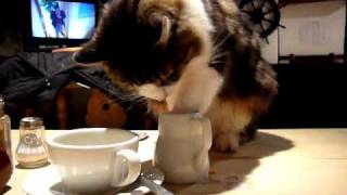 preview picture of video 'Cat dips paw into milk jug and licks it.'