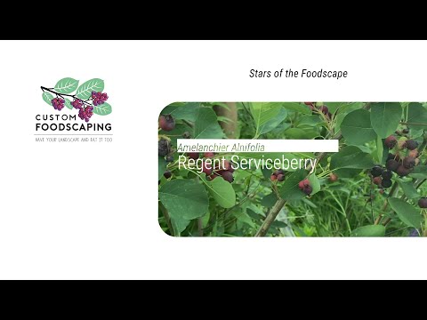 Amelanchier Allstar: Serviceberry