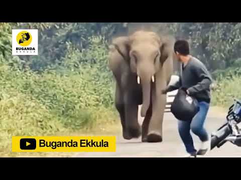 Okuloota Nga Ensolo Zo Munsiko Zikugoba  - Ebirooto Namakulu Gaabyo - Buganda Ekkula