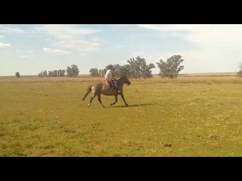 Lote RANCHERA RETOBADA