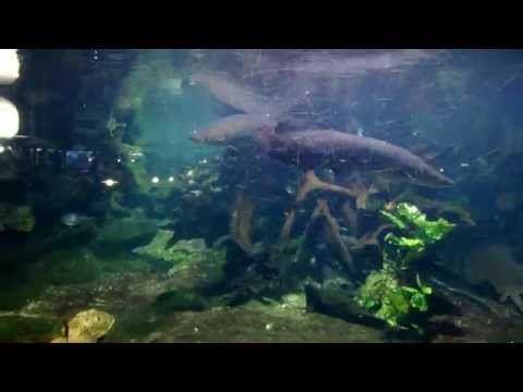 大型魚混泳水槽--South american tropical fish tank(南美洲巨型魚)