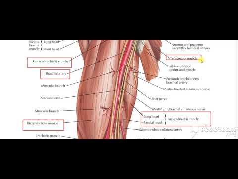 Brachial artery relations with muscles 2
