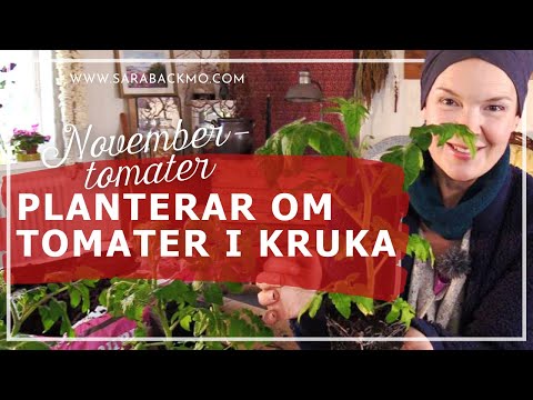 Novembertomater - Planterar om tomater i kruka