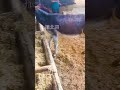 Donkeys Live Among Donkeys And Horses 254