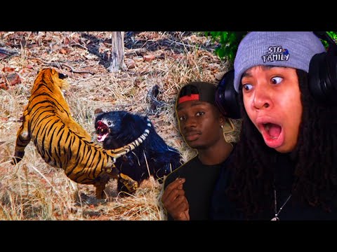 Animals That ABSOLUTELY DESPISE Each Other (Casual Geographic)