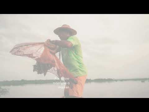 Video presentación Zambrano Bolivar