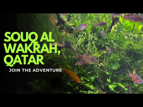 Lets explore souq Al wakrah, Qatar. Detailed tour. 