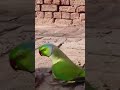 Parrot Ring Nick Parrot Talking