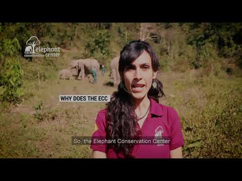WHY BREED ELEPHANTS? (Part 1)