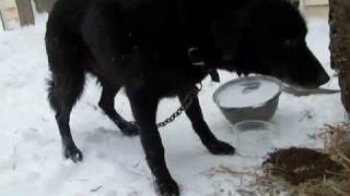 preview picture of video 'Dogs Freeze in Pennsylvania While Waiting for a Law'