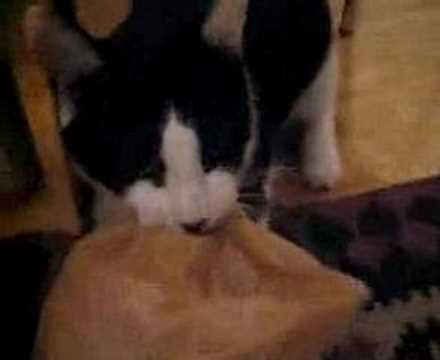 Crazy Cat playing with plastic bags