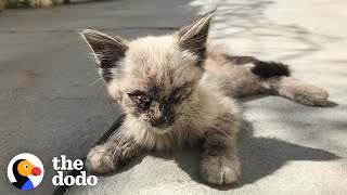 Stray Cat Completely Transforms In Her New Home | The Dodo by The Dodo