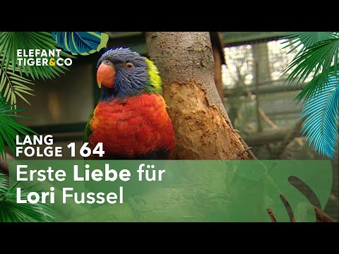 Ein Papagei findet die große Liebe (Langfolge 164) | Elefant, Tiger & Co. | ARD