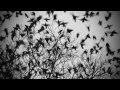 Birds - Crystal Castles