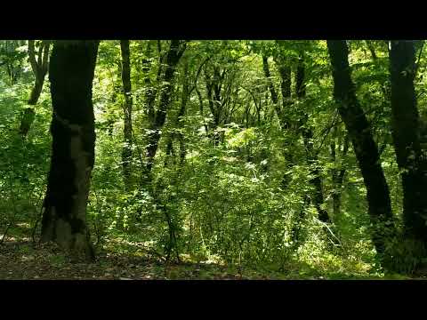 Ziyafeddin Xelilov Gozellik haqda mugam Segah Seir ilk mehebbet yada duser hezin hezin Tamada Serxan